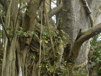 DH8004507  Un baobab et un ficus étrangleur