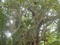 DH8004509  Un baobab et un ficus étrangleur