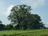 DH8005159  Un beau baobab (y en a plein dans la région)