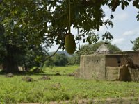 DH8005181  Le fruit du baobab