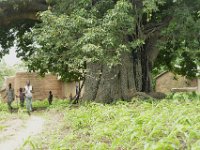 DH8005234  Un baobab de plusieurs centaines d'années, avec 3 autres arbres en symbiose