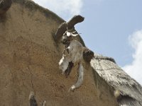 DH8005242  Crâne de vache sacrifiée lors de la dernière cérémonie rituelle
