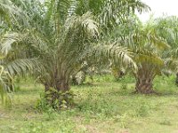 DH8004399  Palmiers : pour le vin, pas pour l'huile