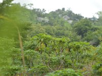 DH8004585  Manioc