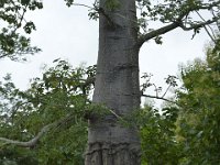 DH8004594  Baobab