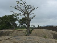 DH8004640  Au sommet de la colline des bassins : baobab