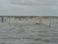 DH8004267  Les feuilles de palmiers servent de nouriturre aux poissons qui sont ensuite pêcher au filet