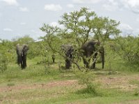 DH83841  Réserve partielle de Pama (BF) sur la N18 en direction de la frontière du Bénin