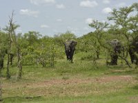 DH83842  Réserve partielle de Pama (BF) sur la N18 en direction de la frontière du Bénin