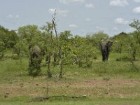 DH83843  Réserve partielle de Pama (BF) sur la N18 en direction de la frontière du Bénin
