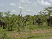 DH83845  Réserve partielle de Pama (BF) sur la N18 en direction de la frontière du Bénin