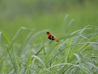 DH85428  Un oiseau rouge et noir