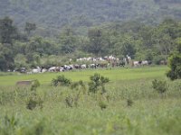 DH85462  Troupeau de vaches