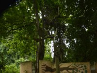 DH8004118  Protection par un mur de l'arbre sacré, qui après être tombé, s'est relevé tout seul