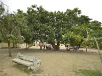 DH8004143  Arbre pour faire de l'ombre aux négociants, vendeurs et acheteurs d'esclaves)