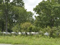 DH8004893  Troupeau de vaches