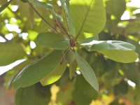 DH8004687  Fruit de gommier