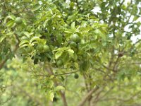DH8004720  Citrons