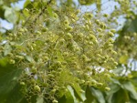 DH8004729  Fruits du teck
