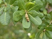 DH8004734  Noix de cajou, fruit de l' anacardier (Anacardium occidentale)