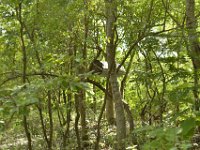 DH8004738  ruche inspirée des modèles traditionnels en tôle pour ne pas avoir à les détruire au moment de la récolte du miel