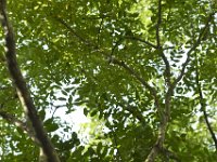 DH8004756  Kozo: le bois indigène le plus dur : les feuilles servent de fourage