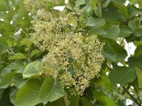 DH8004775  Fleurs de teck