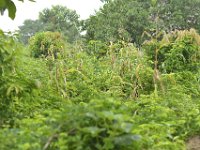 DH8004778  Igname, manioc, maïs