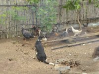 DH8004798  Poules et pintades attendant leur nourriture
