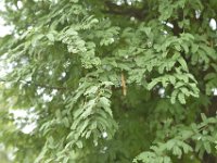 DH8004804  Tamarinier (pour le jus de tamarin)