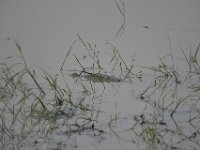 DH8005472  Crocodile