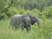 DH8005561  Eléphant (vieux solitaire) : il nous a obligé de faire demi-tour