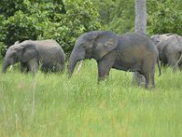 DH8005591  Eléphants