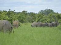 DH8005713  Elephants