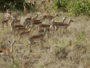 KrugerParc