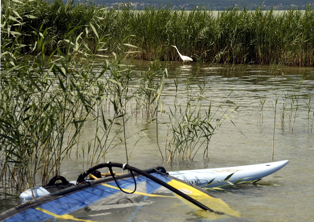 Balaton_Aigrette_Planche_DHA19428_modifie1.jpg - DHA 2011