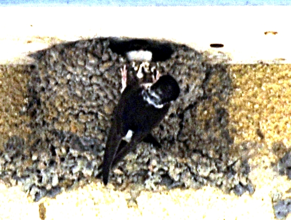HirondelleNourissantPetit_Tokaj_DHA18618_modifie_2.jpg - DHA 2011