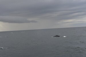 _DH83149