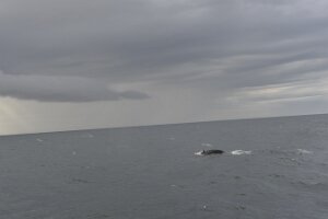 _DH83150