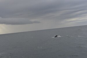 _DH83151