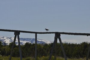 _DH83258