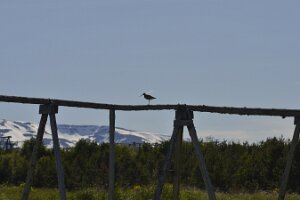 _DH83260