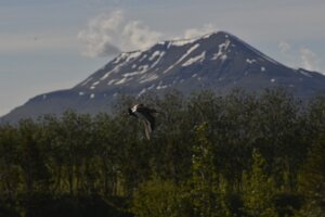 _DH83266