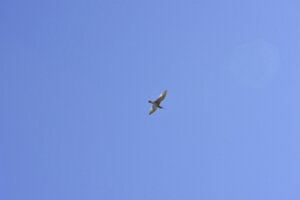 _DH83274