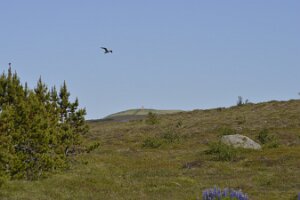 _DH83275