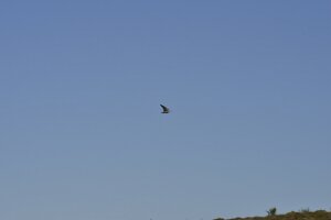 _DH83276