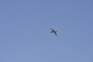 _DH83280