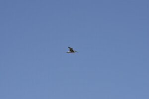 _DH83295