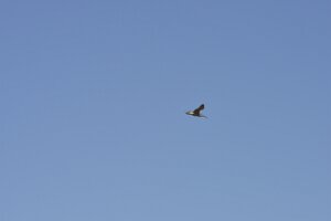 _DH83296