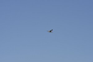 _DH83297